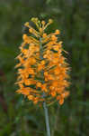 Yellow fringed orchid